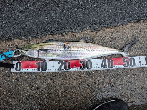 サゴシの釣果