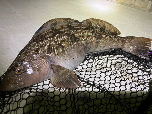 アイナメの釣果