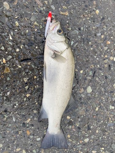 ヒラスズキの釣果