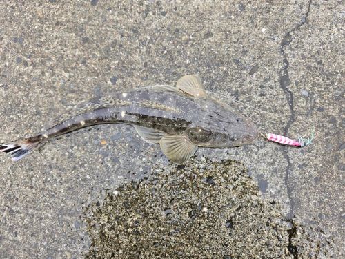 マゴチの釣果