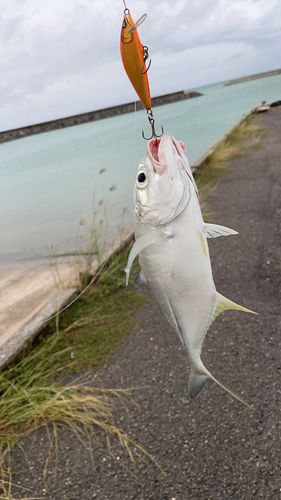 小浜島