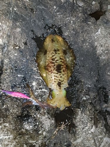 アオリイカの釣果