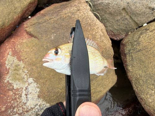 チャリコの釣果
