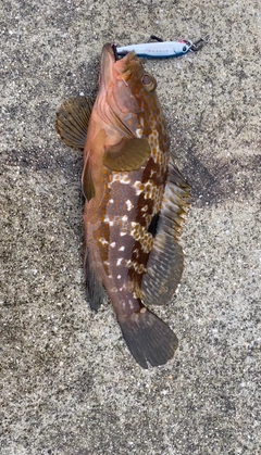 キジハタの釣果