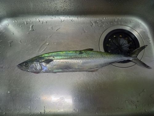 サゴシの釣果