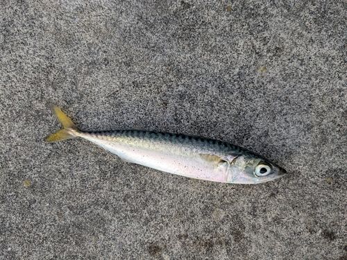サバの釣果