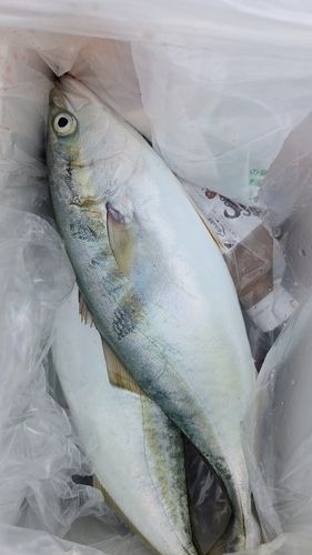 フクラギの釣果