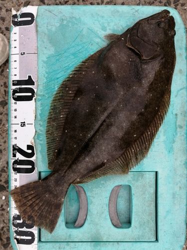 ソゲの釣果