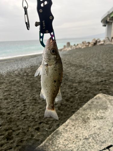 セイゴ（ヒラスズキ）の釣果