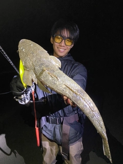 マゴチの釣果
