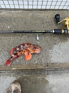 カサゴの釣果