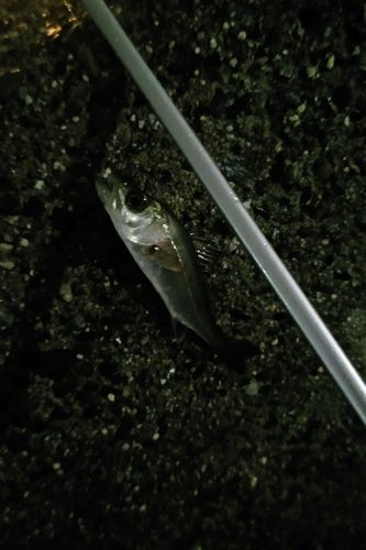 セイゴ（マルスズキ）の釣果