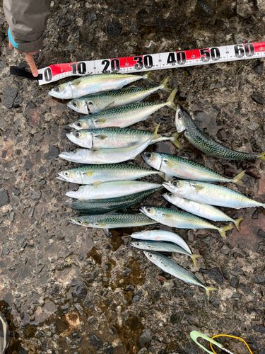サバの釣果