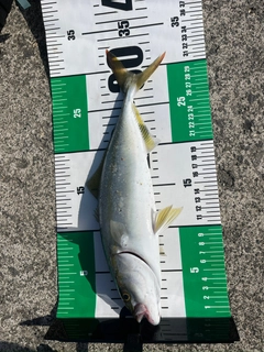 ワカシの釣果