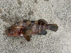 キジハタの釣果