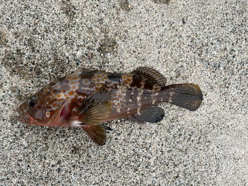 キジハタの釣果