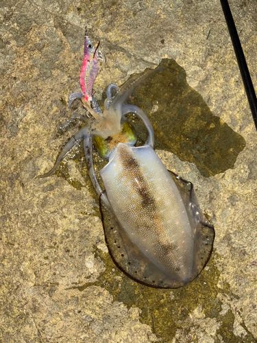 アオリイカの釣果