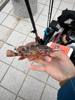 カサゴの釣果