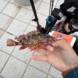 カサゴ