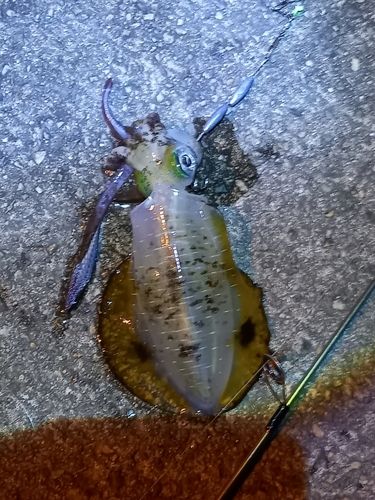 アオリイカの釣果