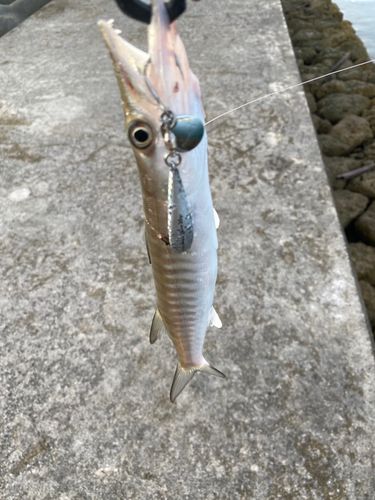 カマスの釣果