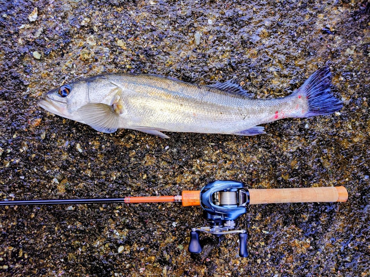 PALMS パームス エゲリアネイティヴ ESNS-83MH 専用ケース付 PALMS