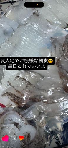 アオリイカの釣果