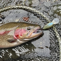 ニジマスの釣果