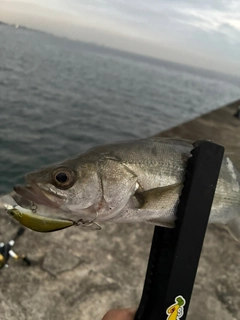 セイゴ(マルスズキ)の釣果