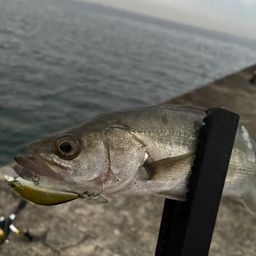 セイゴ(マルスズキ)