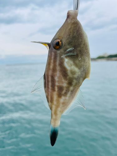 ウマヅラハギの釣果