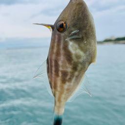 ウマヅラハギ