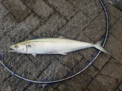 サゴシの釣果