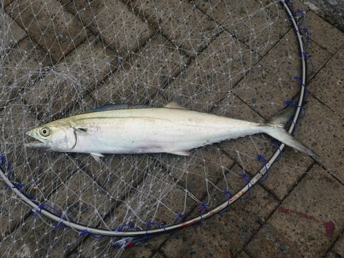 サゴシの釣果