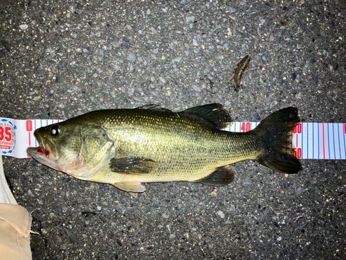 ブラックバスの釣果