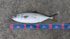 ワカシの釣果
