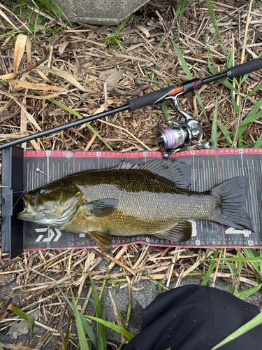 スモールマウスバスの釣果