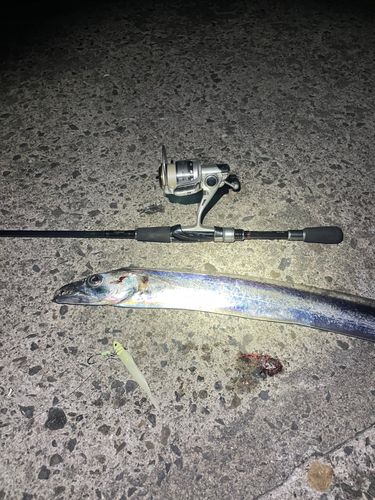 タチウオの釣果