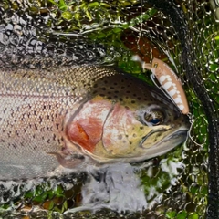 ニジマスの釣果