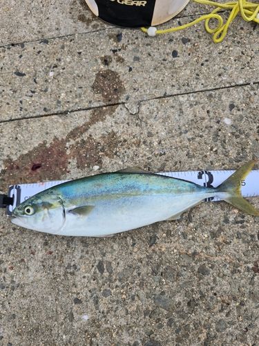 ヤズの釣果