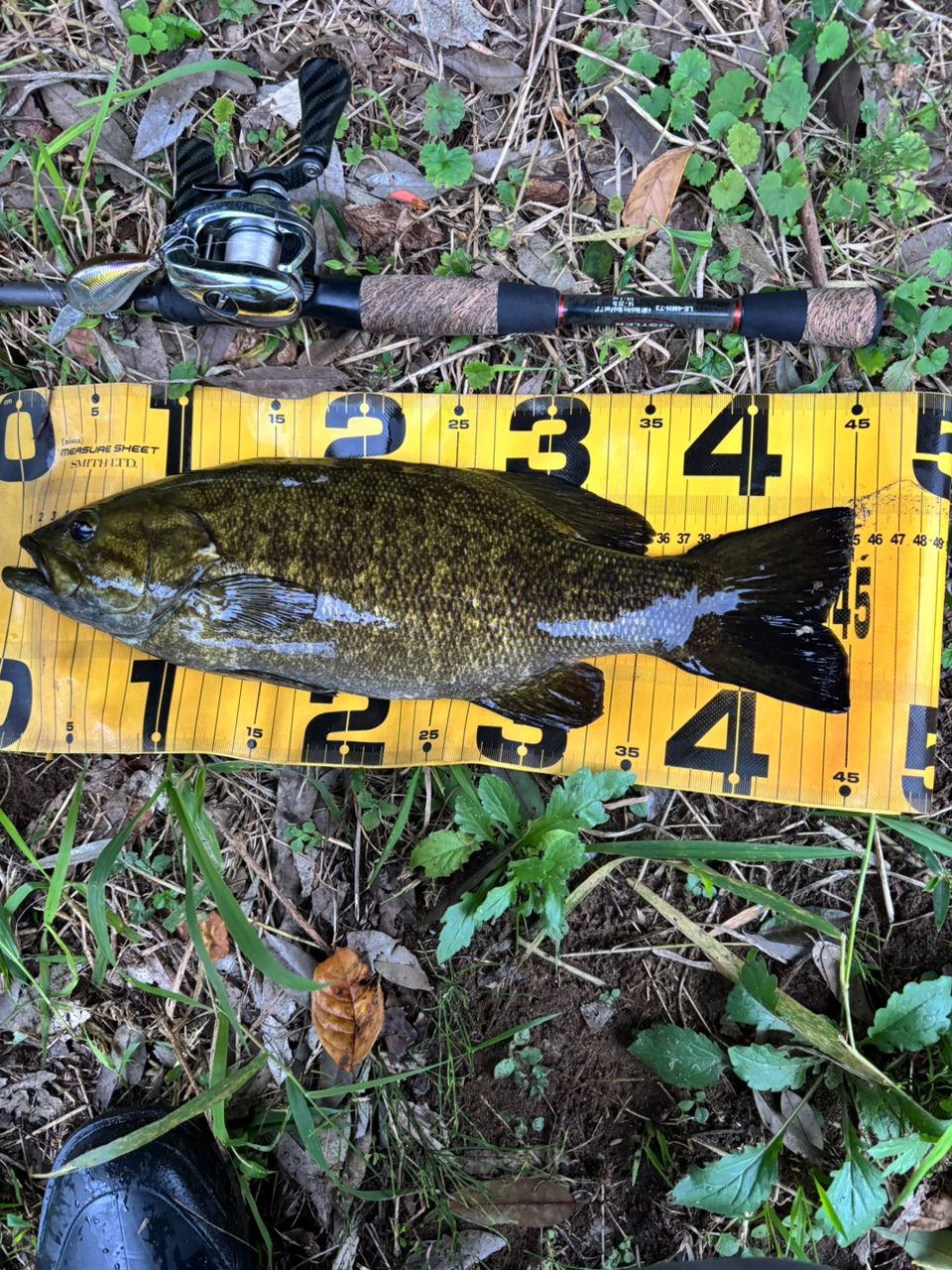 スモールマウスバス