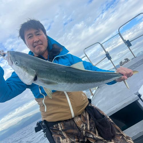 ブリの釣果