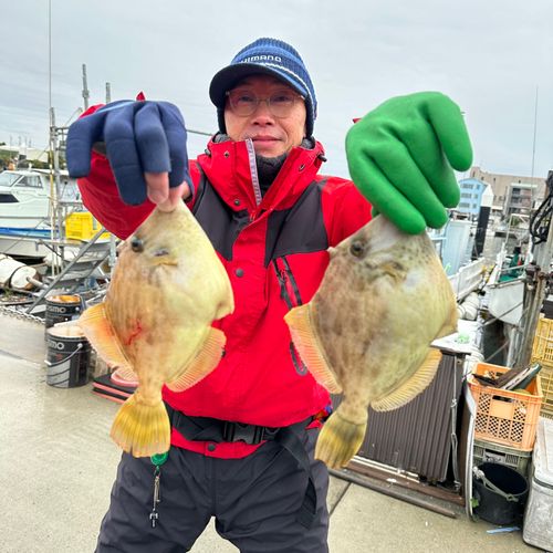 カワハギの釣果