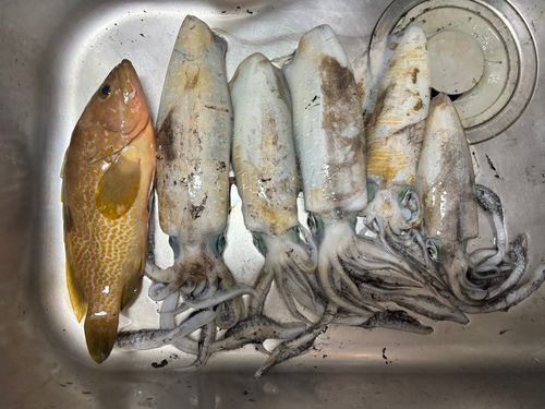 アオリイカの釣果