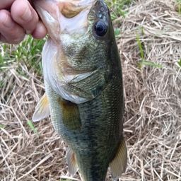 ラージマウスバス