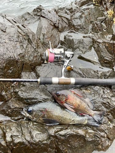 メバルの釣果