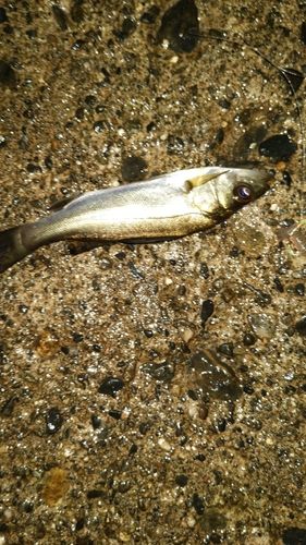 セイゴ（マルスズキ）の釣果