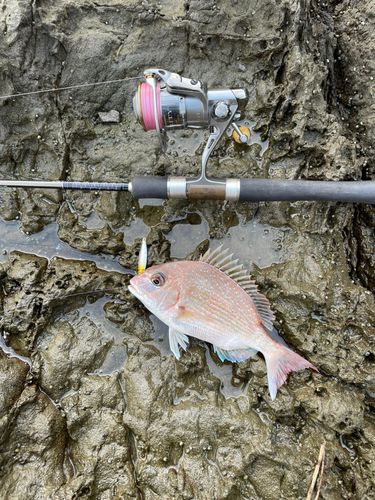 タイの釣果