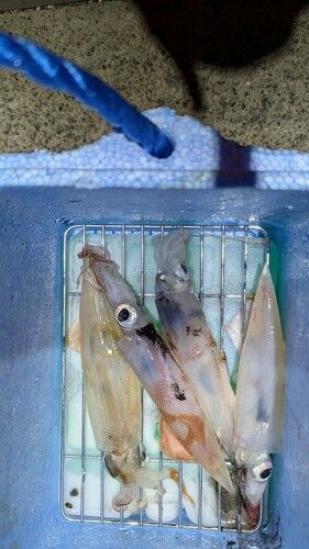 ヤリイカの釣果