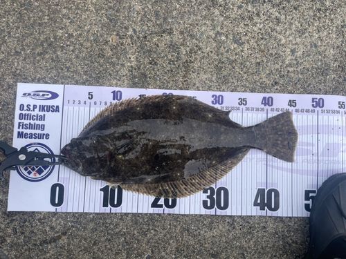 ヒラメの釣果